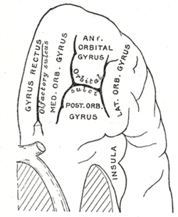 Left Frontal Lobe Damage