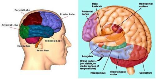 Left Frontal Lobe Damage