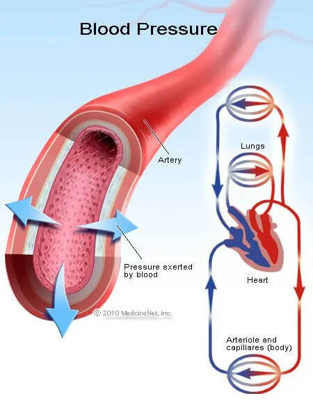 Lifestyle Factors Affecting Blood Pressure