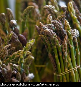 List Of Vegetables Name