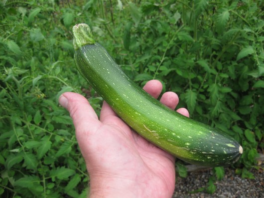 List Of Vegetables Name