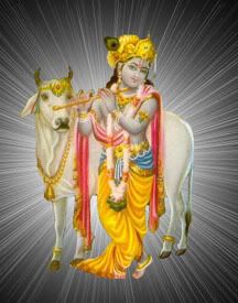 Lord Krishna With Cow Images