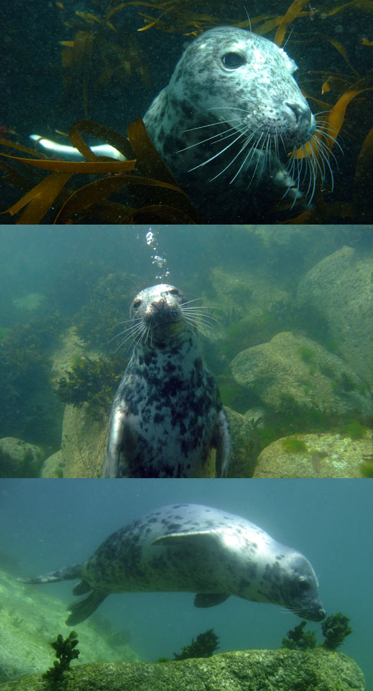 Lundy Island Diving Charter