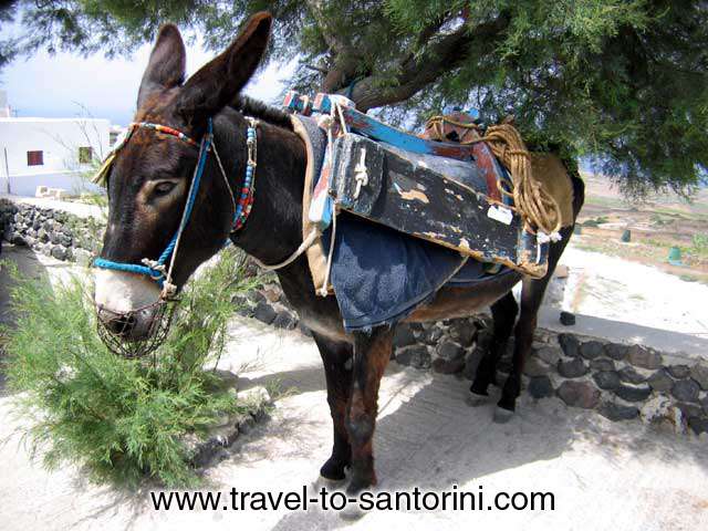 Means Of Transportation Pictures