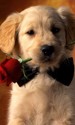 Mobile Wallpapers Love Romance