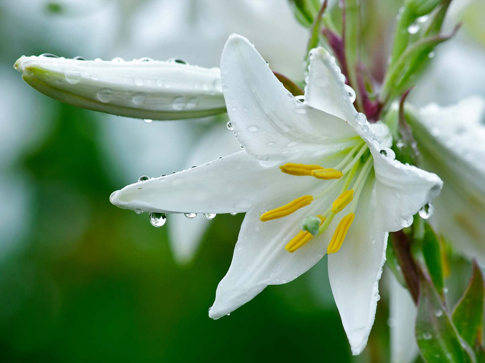 Nature Desktop Wallpapers.html
