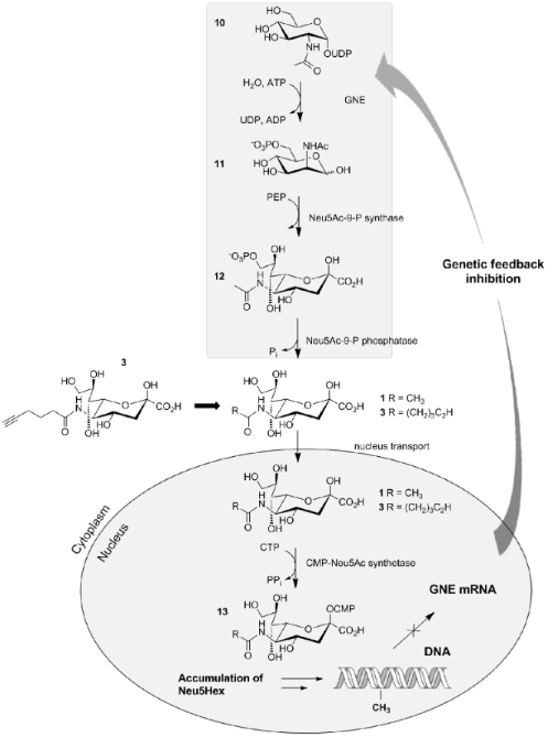 Negative Feedback Inhibition In A Metabolic Pathway