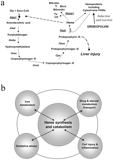Negative Feedback Inhibition In A Metabolic Pathway