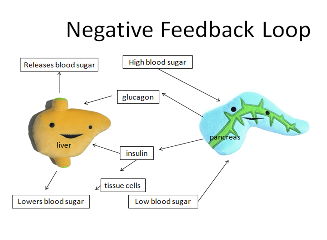 Negative Feedback Loop Body Temperature