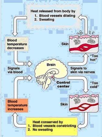 Negative Feedback Loop Body Temperature