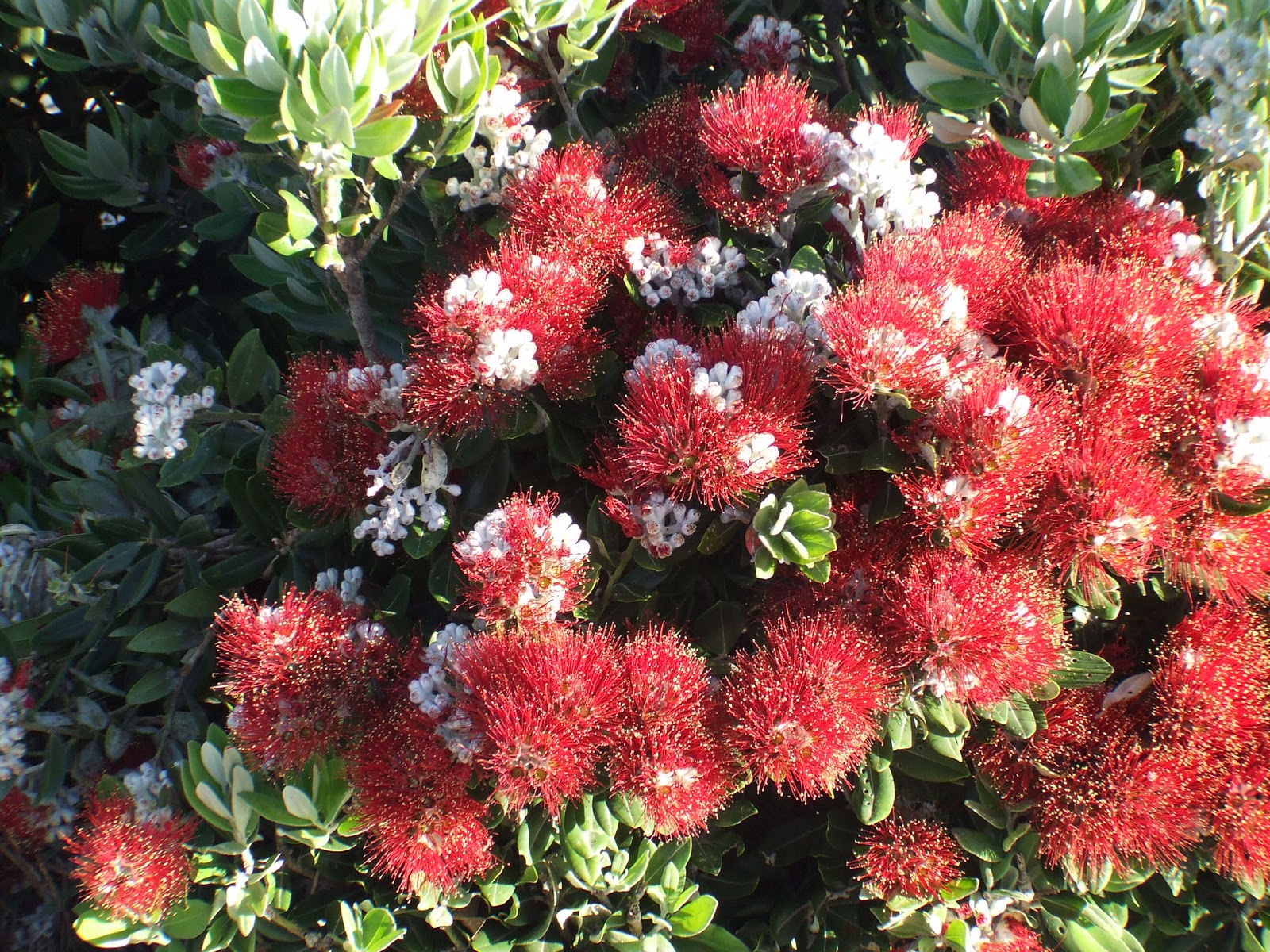 Nz Christmas Bush