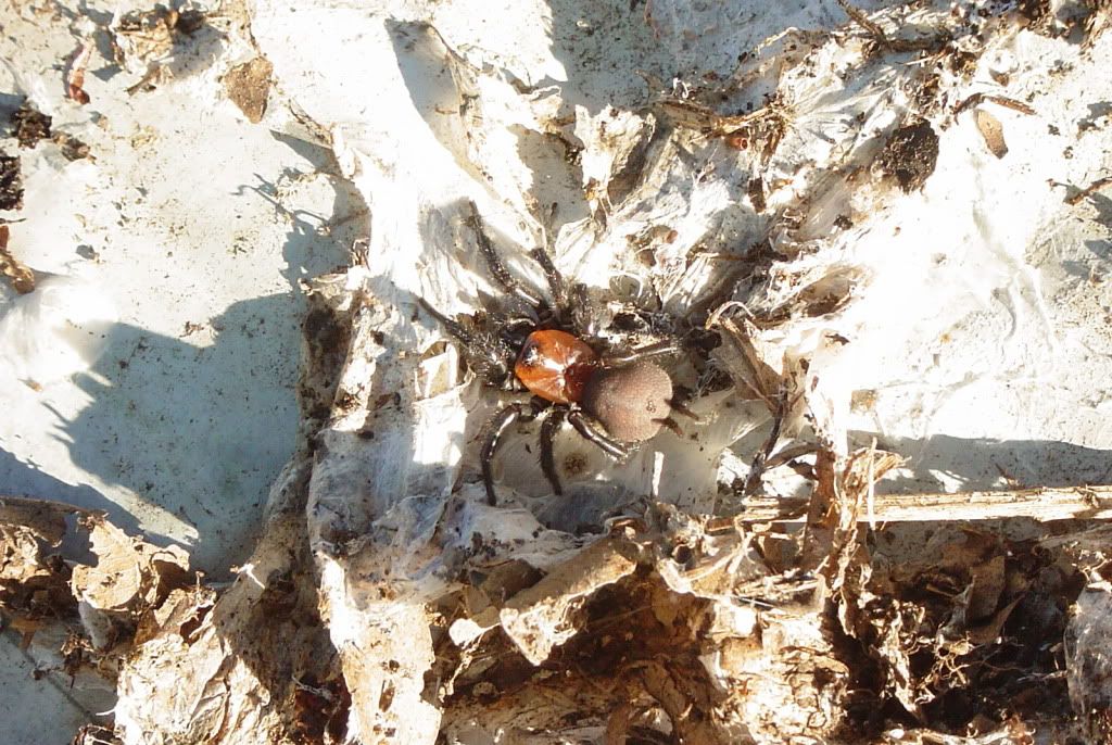 Nz Spiders Identification
