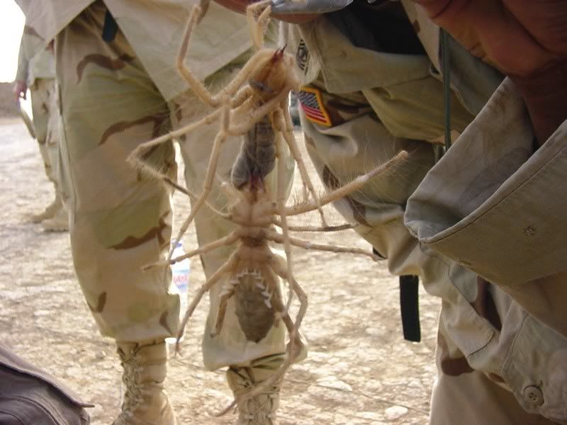 Nz Spiders Large