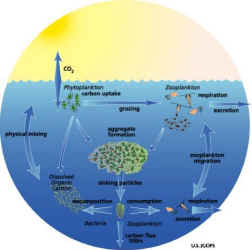 Ocean Food Web Diagram For Kids