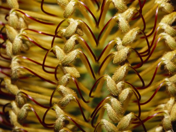 Patterns In Nature Photography