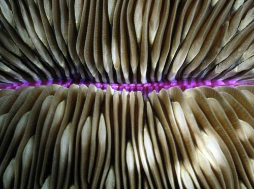 Patterns In Nature Photography