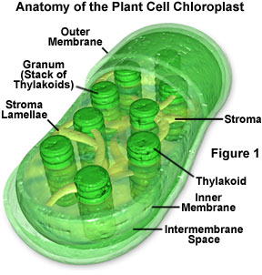 Photosynthesis