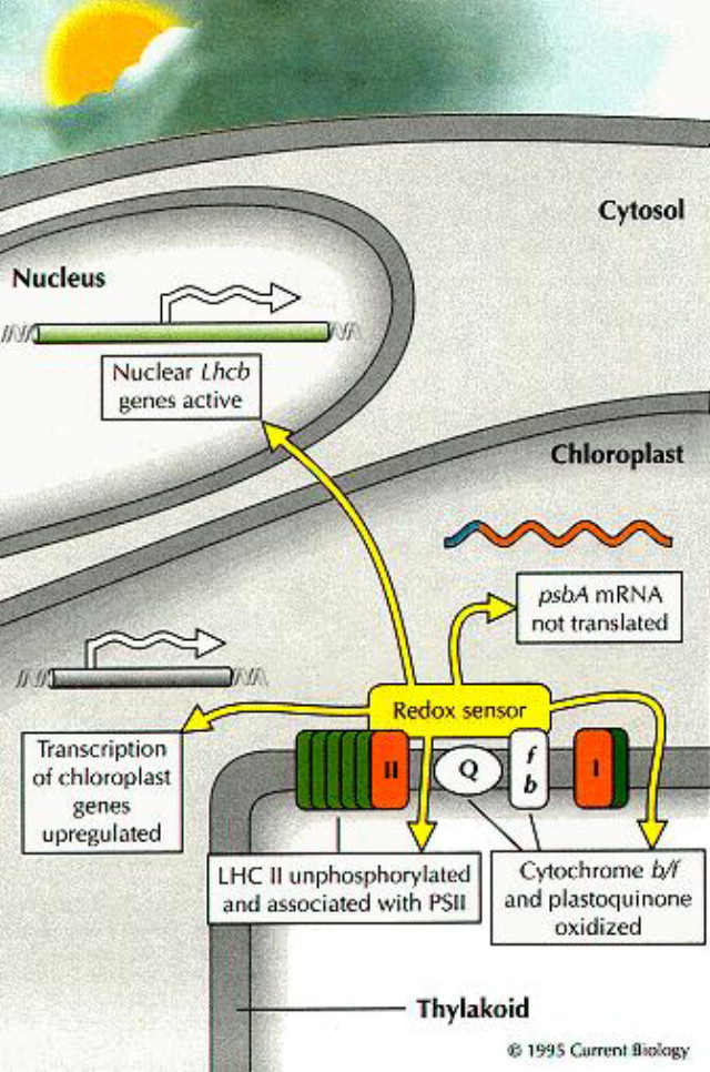 Photosynthesis