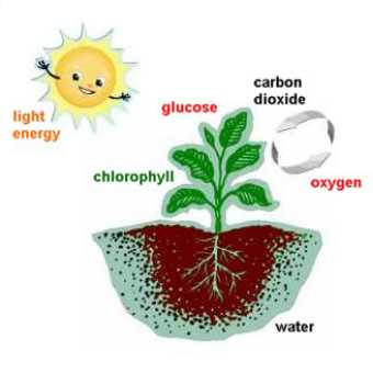 Photosynthesis