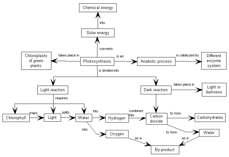 Photosynthesis And Cellular Respiration Concept Map