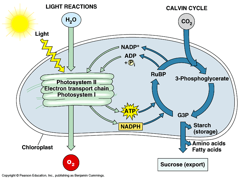 Photosynthesis Cycle For Kids