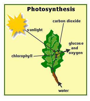 Photosynthesis For Kids
