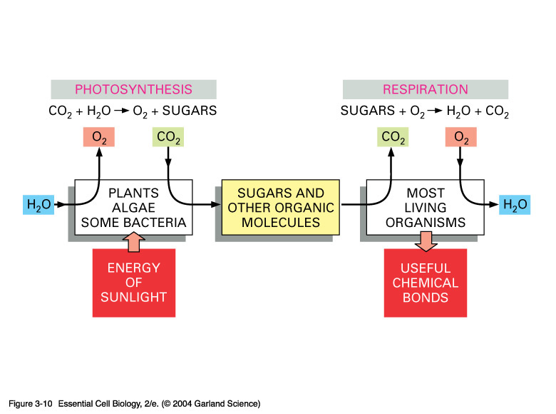Photosynthesis Formula Song