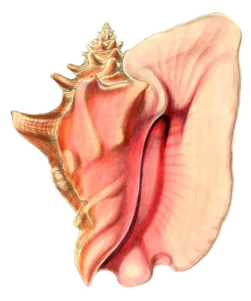 Pl