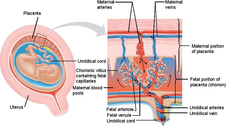 Placenta