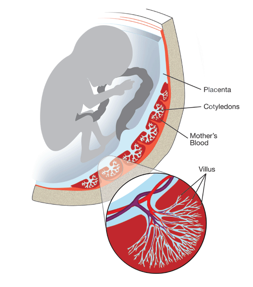 Placenta
