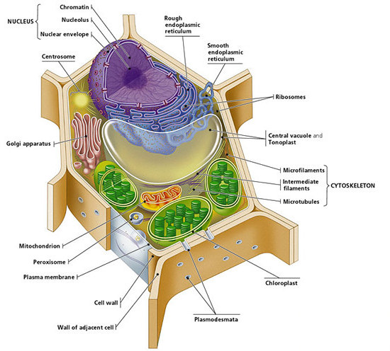 Plant Cell