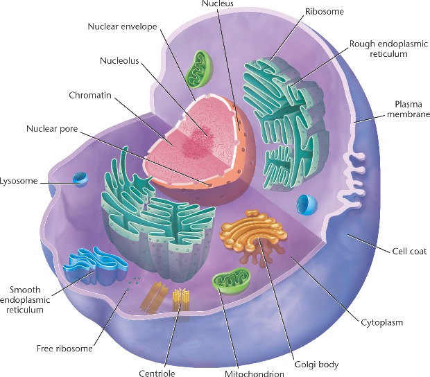 Plant Cell And Animal Cell Parts