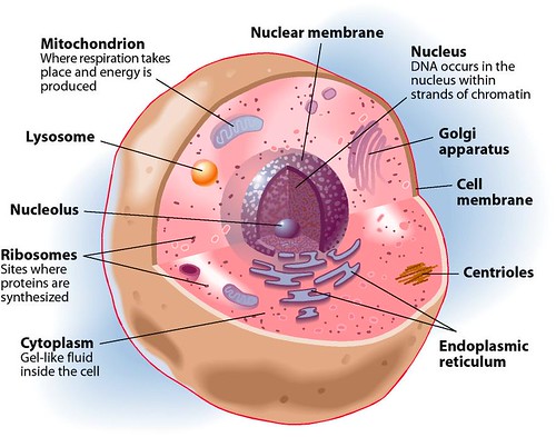 Plant Cell And Animal Cell Parts