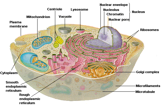 Plant Cell And Animal Cell Parts