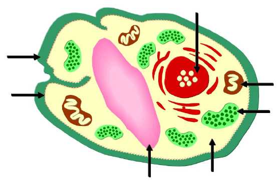 Plant Cell And Animal Cell Parts