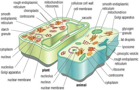 Plant Cell And Animal Cell Parts