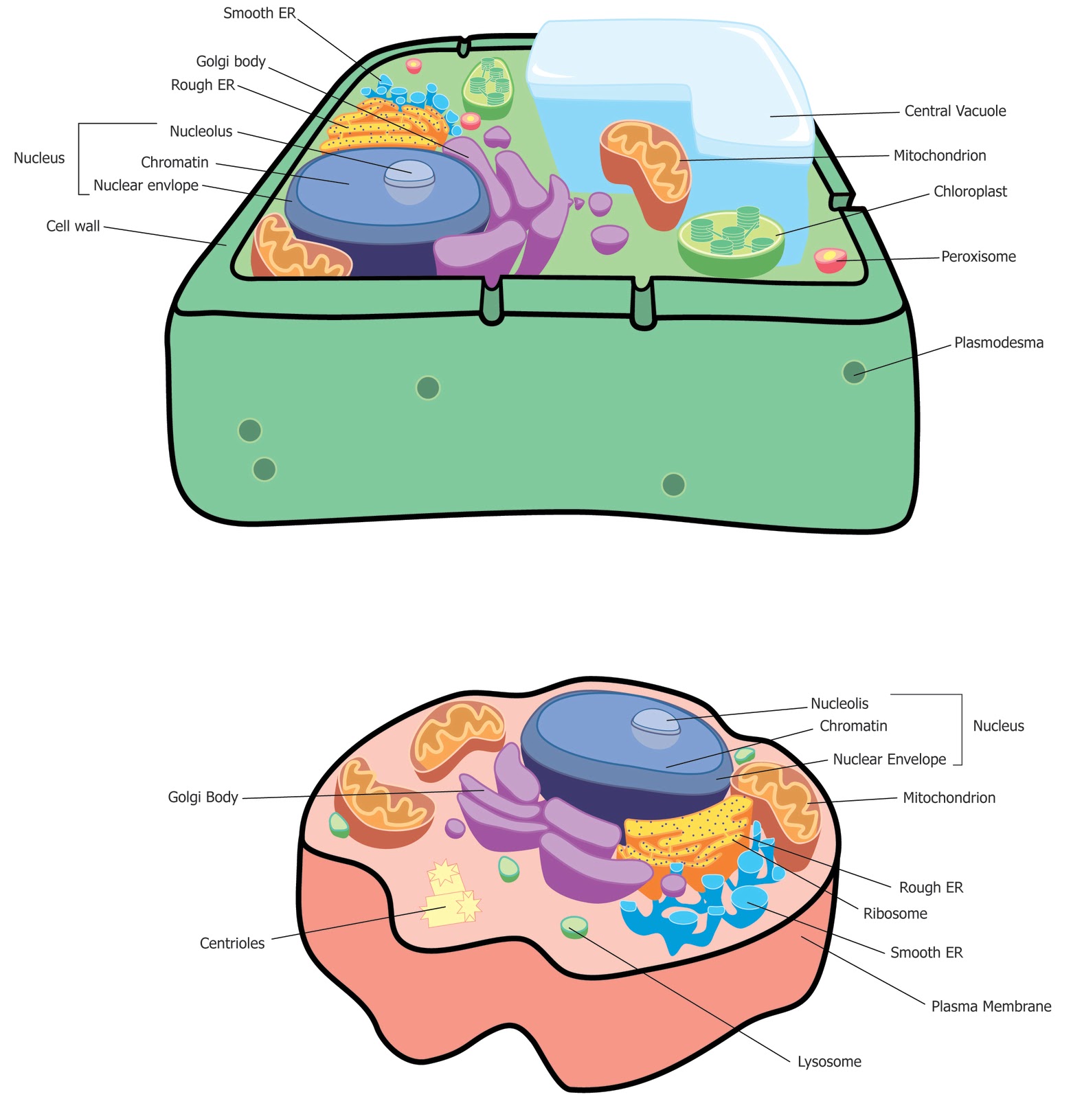 Plant Cell Diagram With Labels