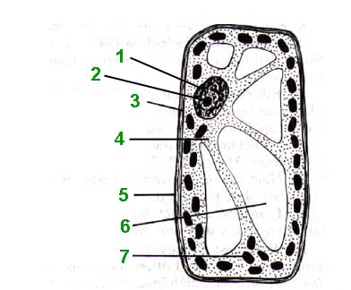 Plant Cell Diagram With Labels