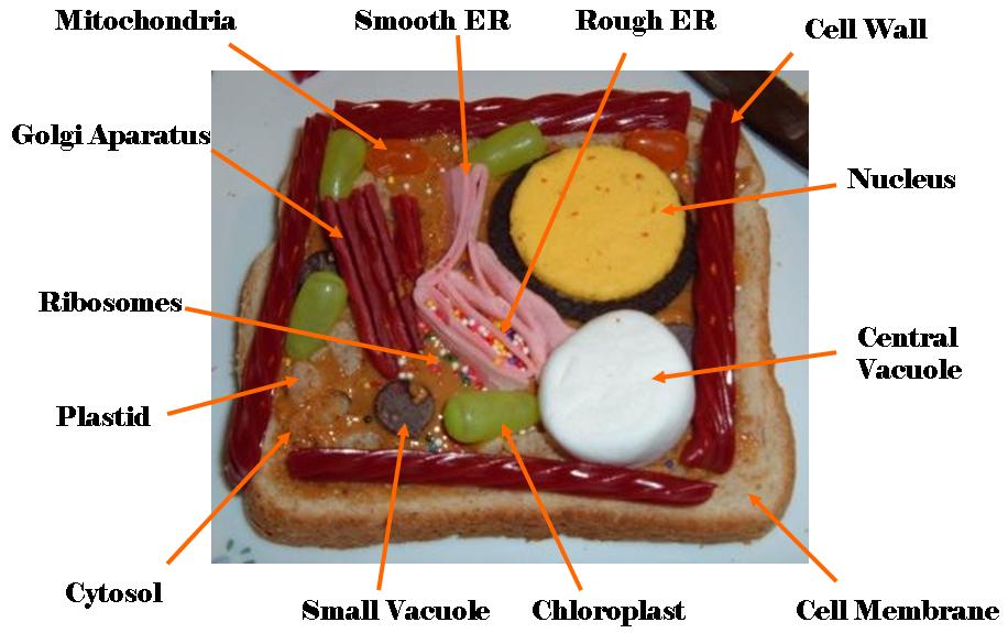 Plant Cell Labeled