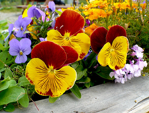 Plants And Flowers