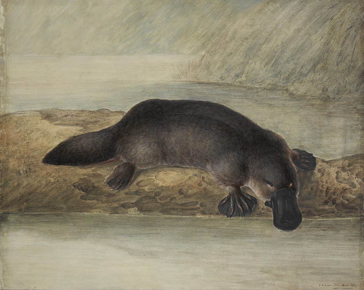 Platypus
