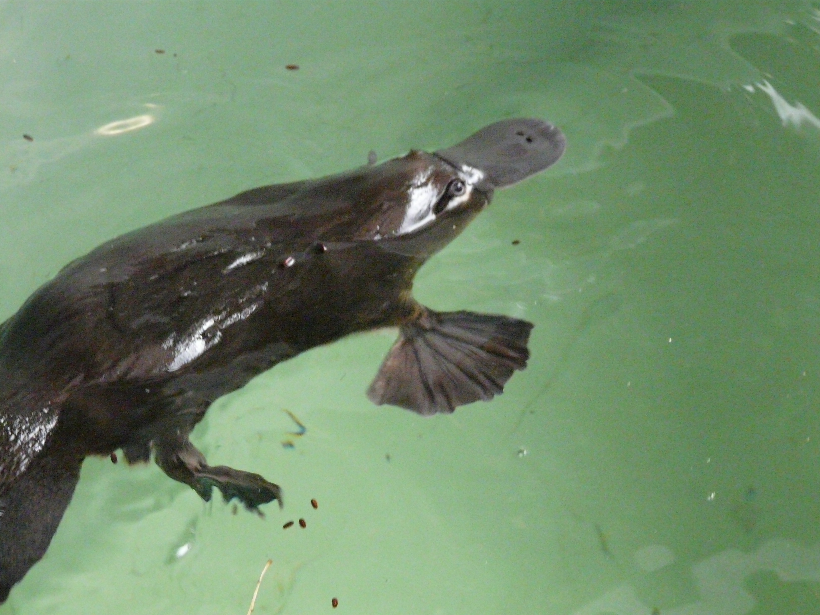 Platypus