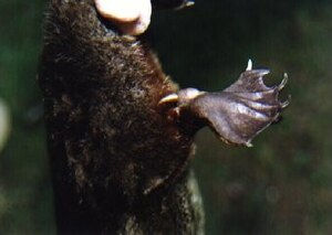 Platypus