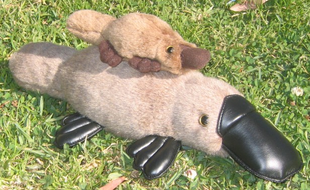 Platypus