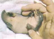 Platypus Baby
