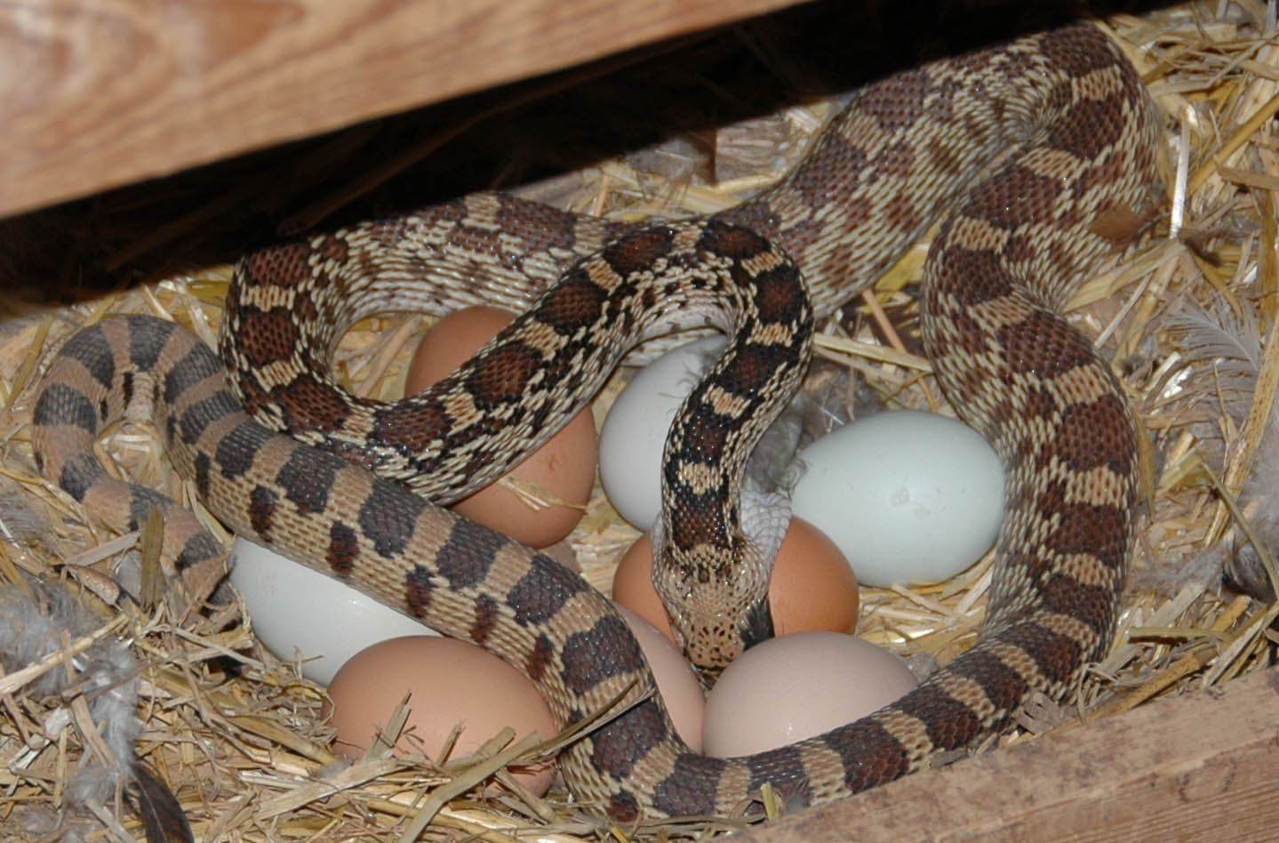 Platypus Eggs