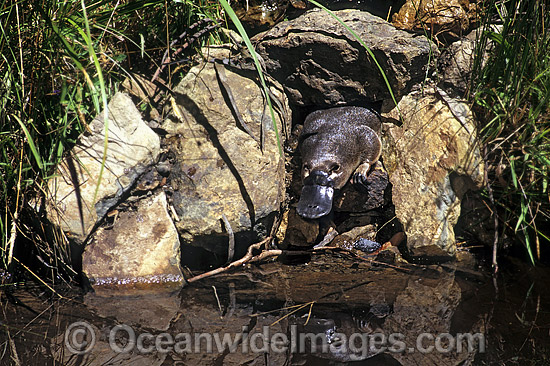 Platypus Eggs