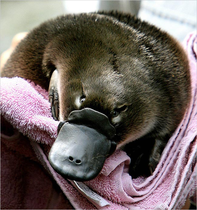 Platypus Pictures