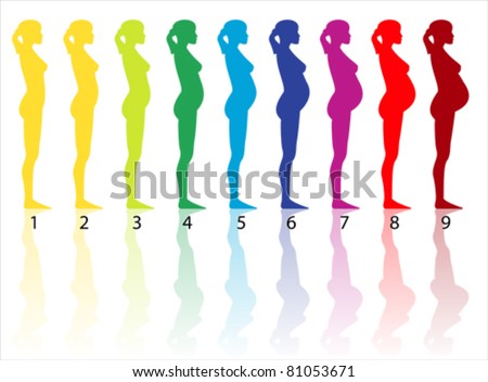 Pregnancy Stages Pictures