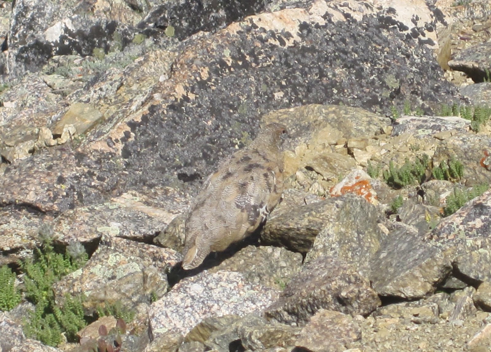 Ptarmigan Bird